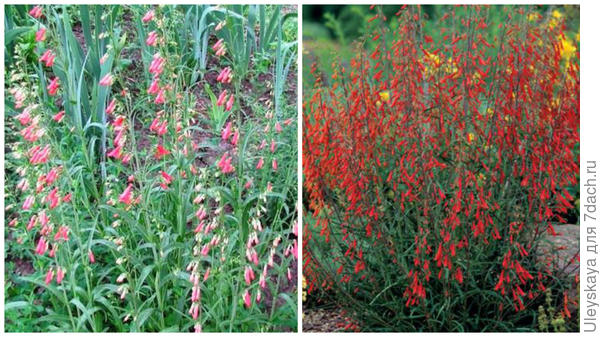Пенстемон бородатый, фото Светланы (Samdolis) и цветение крупным планом, фото сайта Fine Gardening