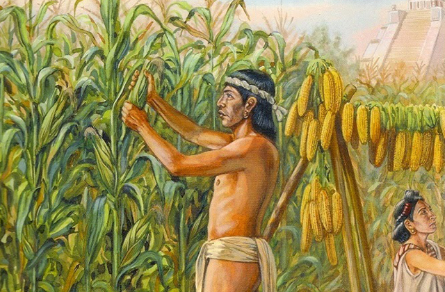 Растения, изменившие историю: кукуруза
