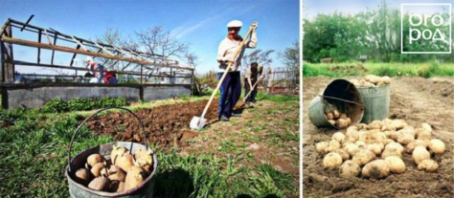 12 способов посадки картофеля: традиционные и новые 12 способов посадки картофеля: традиционные и новые идеи