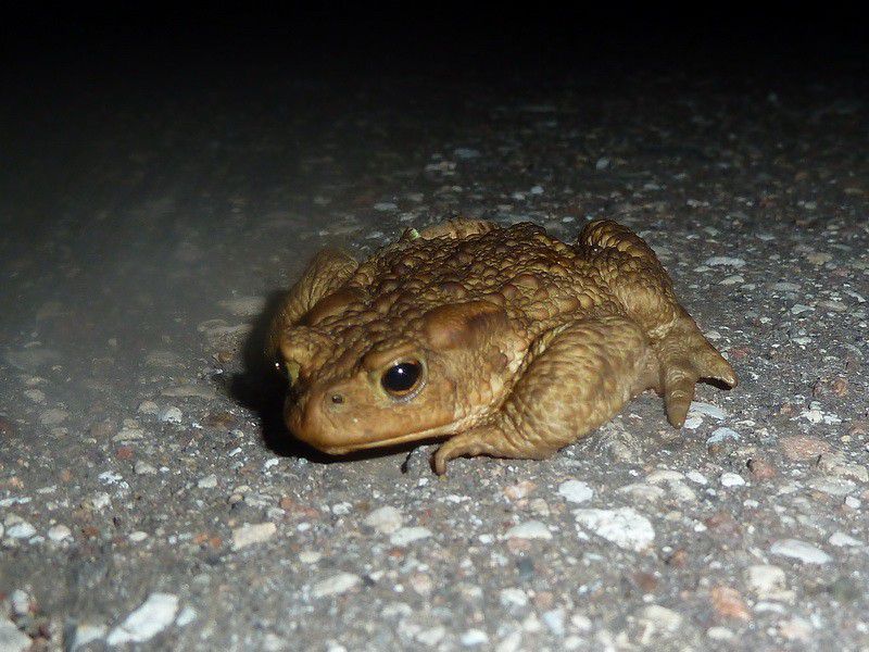 Москва, деревня, фоторепортаж, Россия