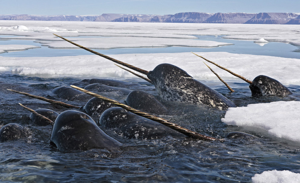 Группа взрослых нарвалов бороздят воды океана. (Paul Nicklen/National Geographic Image Collection)