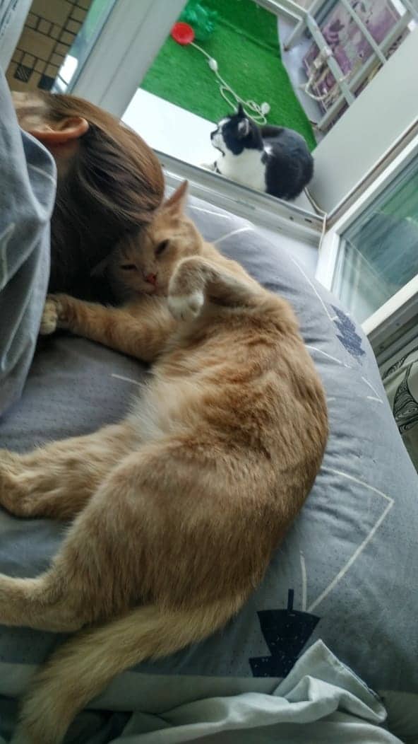 Пока девушка выбирала кота в приюте, к ней на колени запрыгнул персиковый красавец. И его хитрый план сработал! Пока девушка выбирала кота в приюте, к ней на колени запрыгнул персиковый красавец. И его хитрый план сработал! истории из жизни