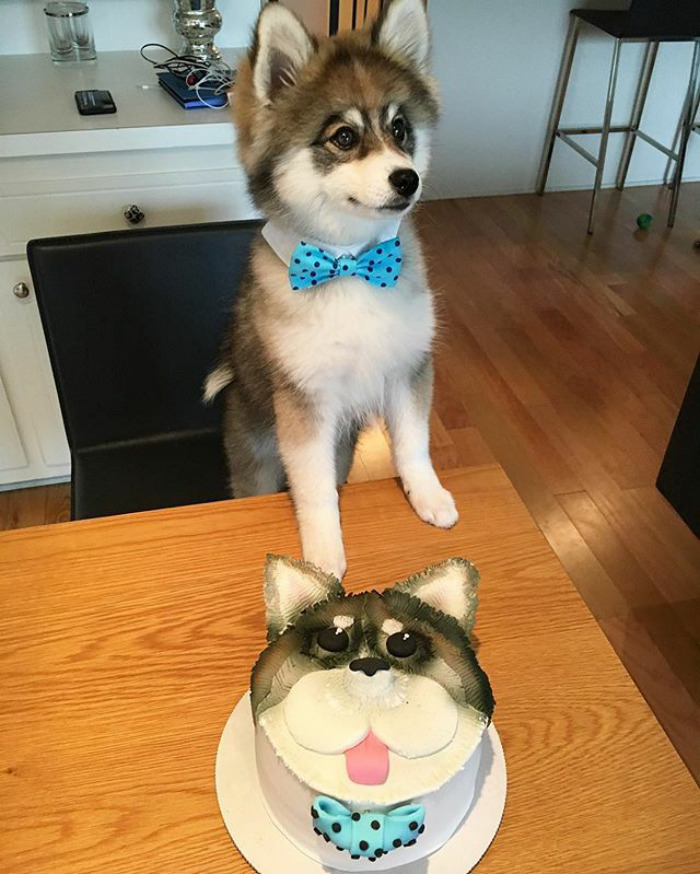 Norman The Pomsky