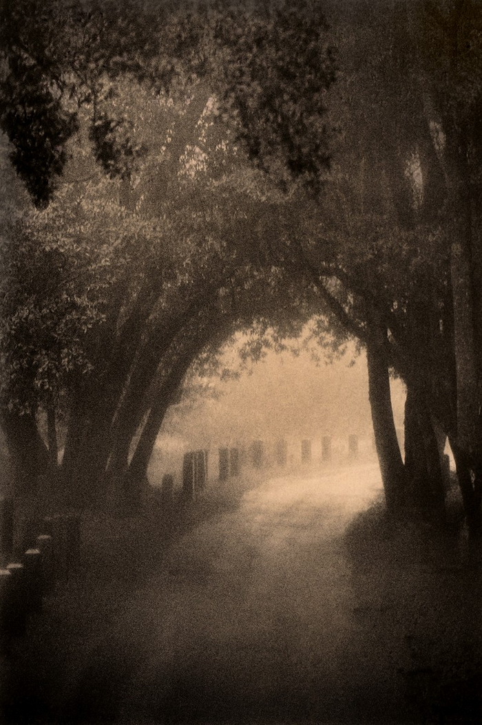 Портреты деревьев Портреты деревьев