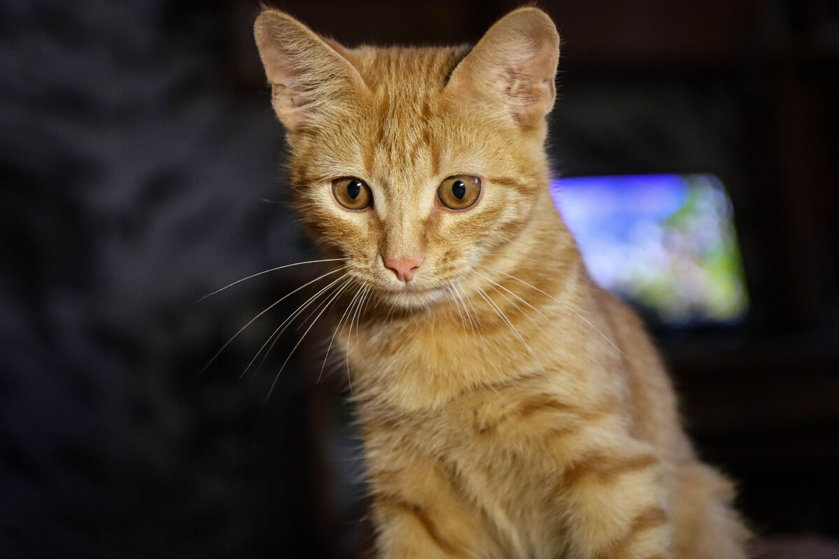 Как Коты дрессируют человека Как Коты дрессируют человека животные,Истории из жизни,отношения,позитив