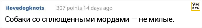 Парень хотел завести мопса, но его друг сравнил черепа собак, доказав, что это жестоко мопсы,наши питомцы,собаки,увлечения