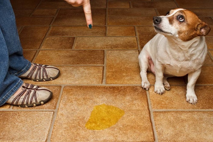 Иногда собаки не могут приучится к пеленке и ходят в туалет прямо на полу. / Фото: web-zoopark.ru