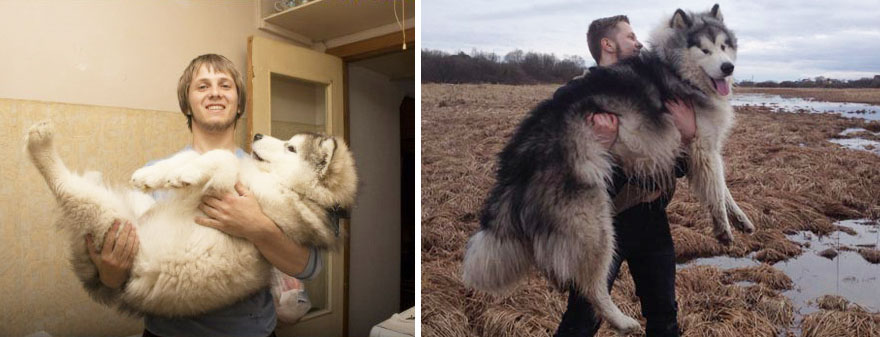 собаки до и после того как выросли