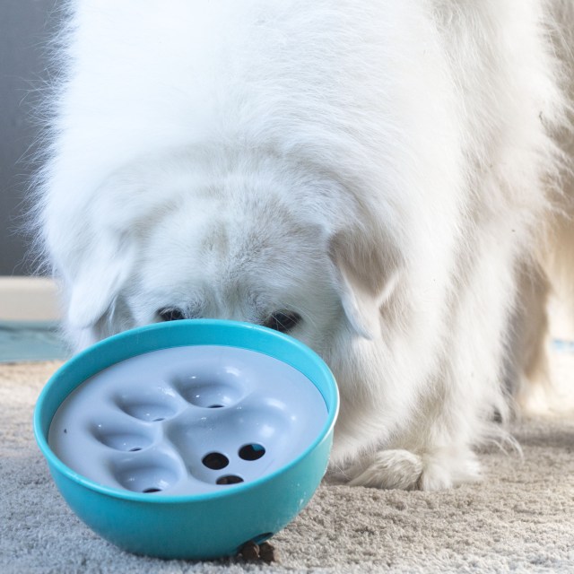 Taking on the challenge of the PAW5 Rock'N Bowl puzzle toy.