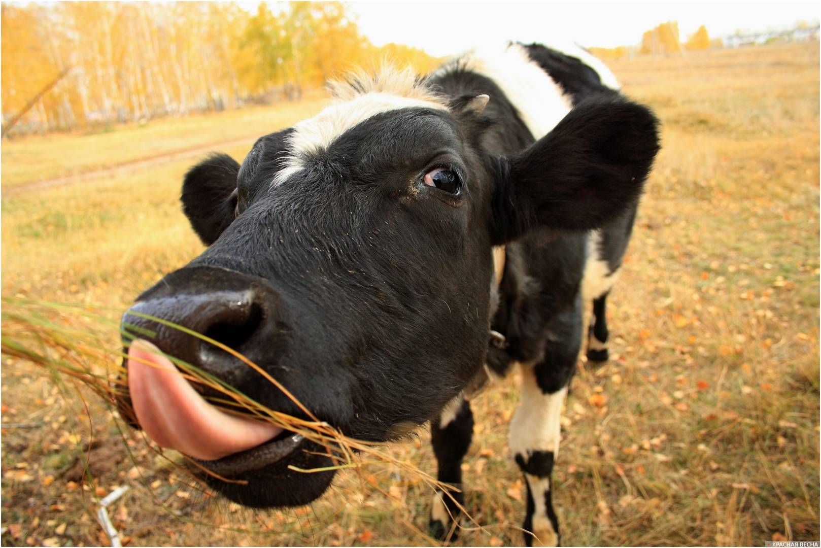 Корова слизала. Коровы. Язык коровы. Корова с высунутым языком.
