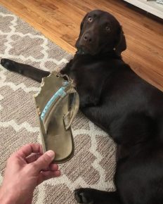 Животные на месте преступления: смешно и обидно не всё так грустно