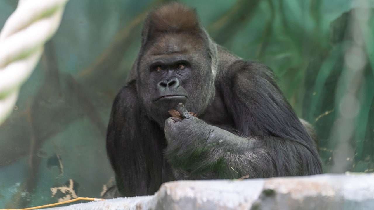 Вирусолог Чумаков усомнился в опасности оспы обезьян для россиян