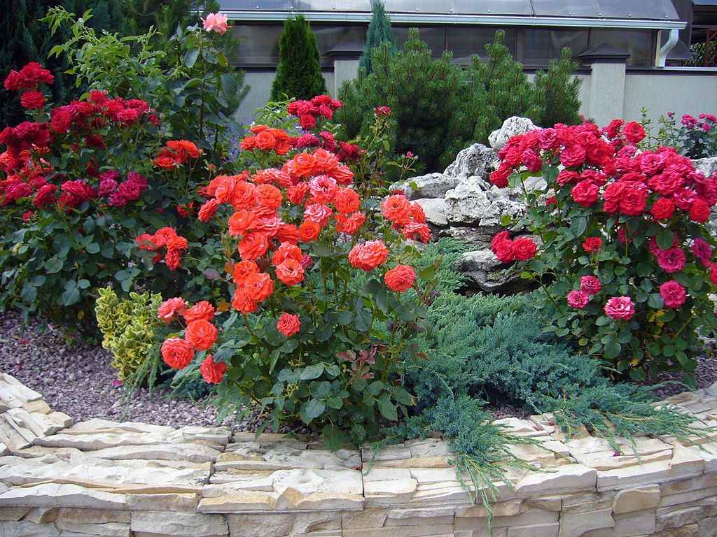В помощь цветоводу: календарь подкормок и обработок роз на весь сезон цветы