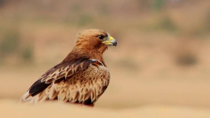 Птица орел: среда обитания и образ жизни