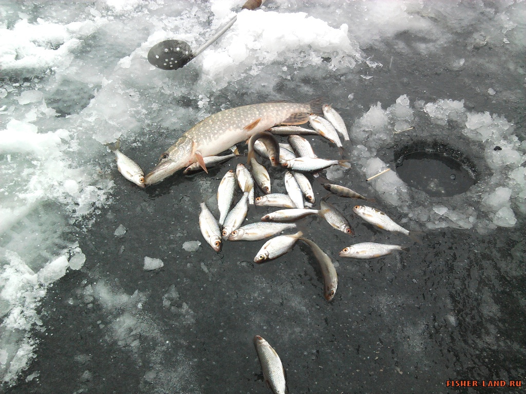 Прогноз клёва рыбы в городе Орск