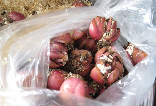 Луковицы лилий в полиэтиленовом мешке