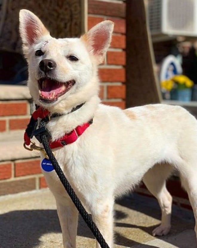 Счастливая собака