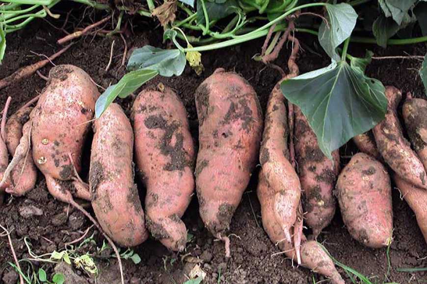 Не спешите копать батат!