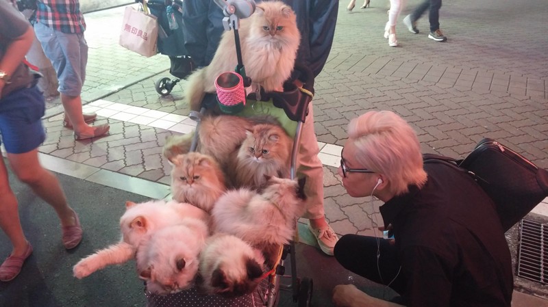 Не только завела 8 кошек, но еще и приучила их сидеть в коляске люди, мир, фотография, явление