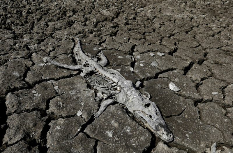 Смертельная засуха на границе Парагвая и Аргентины