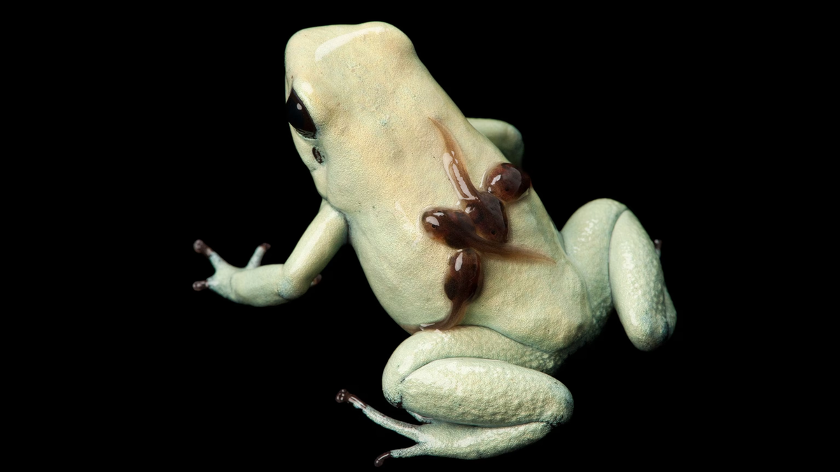 Это не жуткие пиявки. Это заботливый папа-листолаз везёт свои икринки до водоёма. Да, эти лягушки — замечательные родители! 