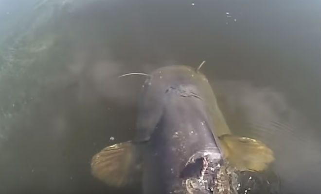 Впечатляющий камский улов Впечатляющий камский улов