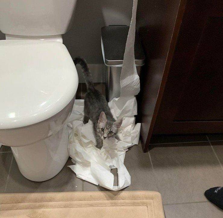 Забавные картинки для хорошего настроения Забавные картинки для хорошего настроения животные,жизнь,звери,земля,котики,коты,курьезы,мир,питомцы,планета,приколы,природа,смешное,собаки,факты,фауна,флора,щенки,юмор