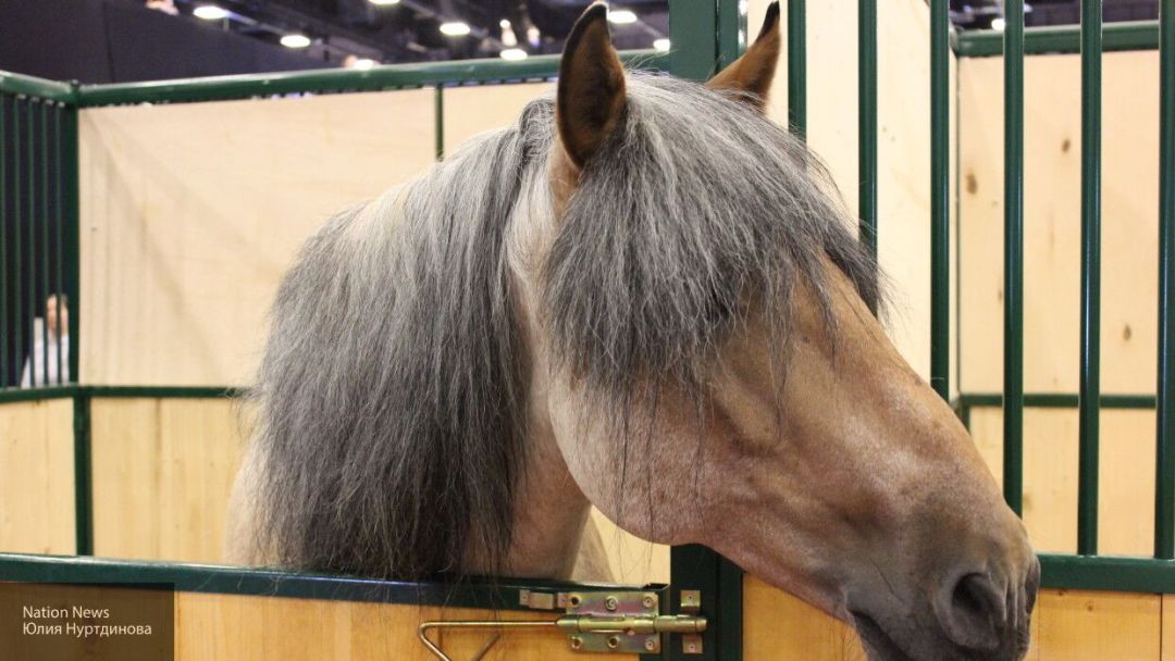 Горожане выкупили голодающих лошадь и пони из тюменского зоопарка