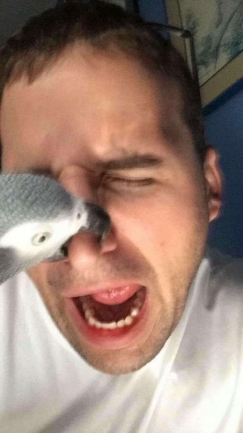 Пернатые бандиты Пернатые бандиты веселые картинки,животные,Истории из жизни,позитив,приколы,Смешные животные