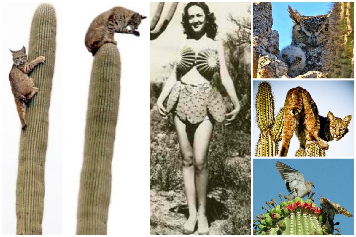 25 фото кактуса, за который вас посадят на 25 лет