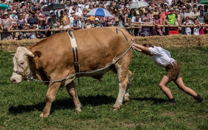 Гонка на быках в Германии