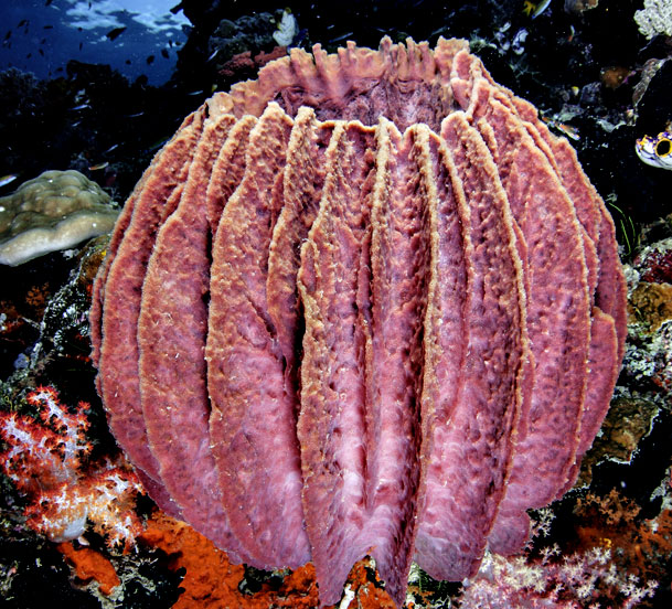 C0199950-Giant_sponge-SP.jpg