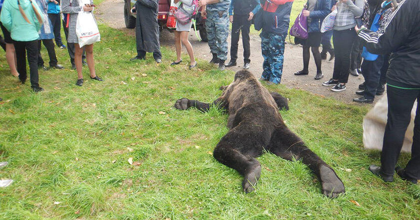 Директор школы в Амурской области отпустила учеников посмотреть на труп медведя