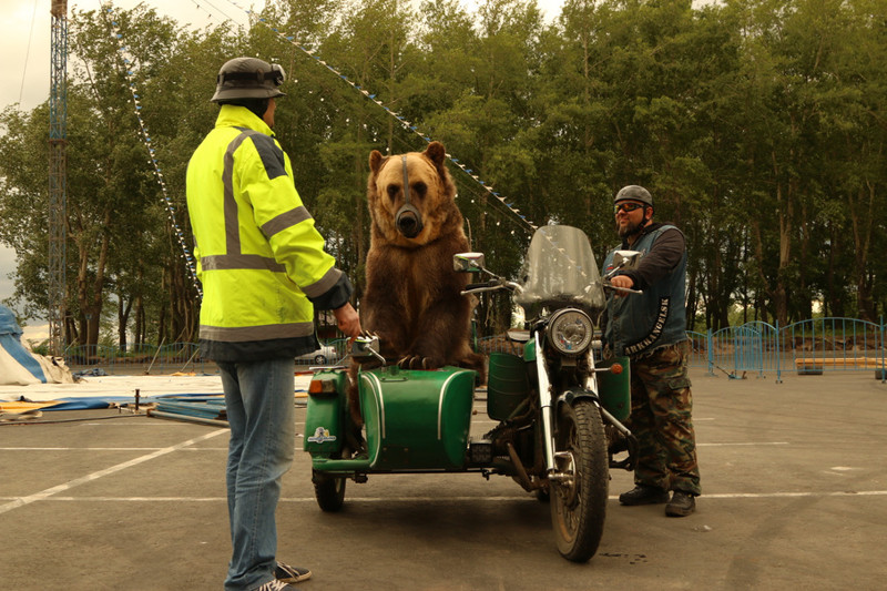 Медведь-байкер проехался по улицам Архангельска архангельск, байк-клуб, байкеры, дрессированный, медведь