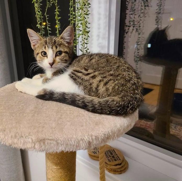 Без кота и жизнь не та