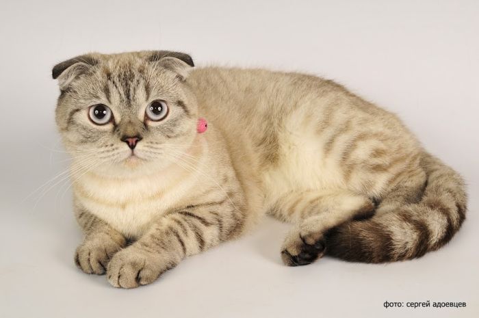 Кошачья фотосессия Кошачья фотосессия