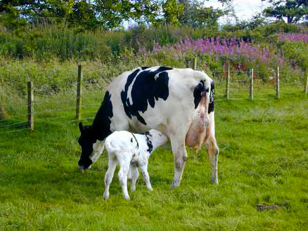 Лучше мамы среди животных