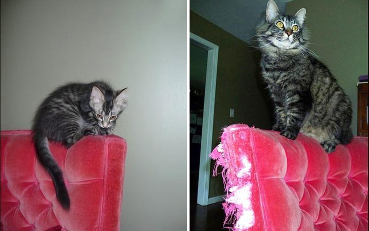 Как же быстро растут кошки – 30 милых фотографий До и После веселые картинки