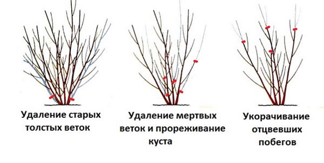 Обрезка форзиции, уход за форзицией, выращивание форзиции