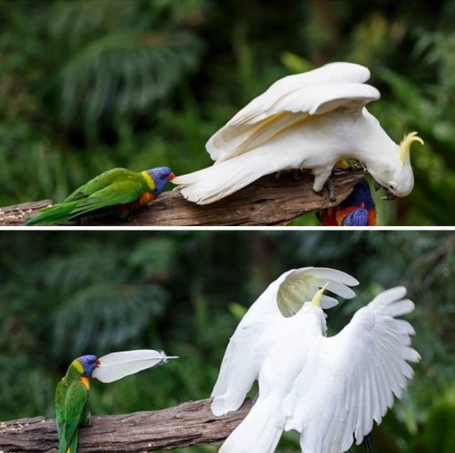 Пернатые бандиты Пернатые бандиты веселые картинки,животные,Истории из жизни,позитив,приколы,Смешные животные