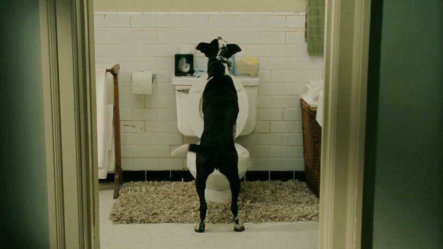 Что лучше: выйти замуж или завести собаку? Что лучше: выйти замуж или завести собаку? не всё так грустно