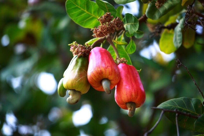 8 плодов, которые мы едим, но не знаем, как они растут только, очень, дерево, авокадо, кешью, после, Омега, содержит, родине, ореха, полностью, можно, метров, Чтобы, которые, дереве, высоту, плоды, такие, оболочка