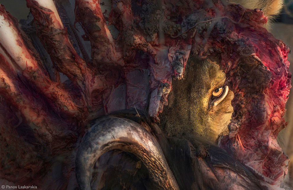 Лучшие фотографии Африки 2020 Африка,фотографии