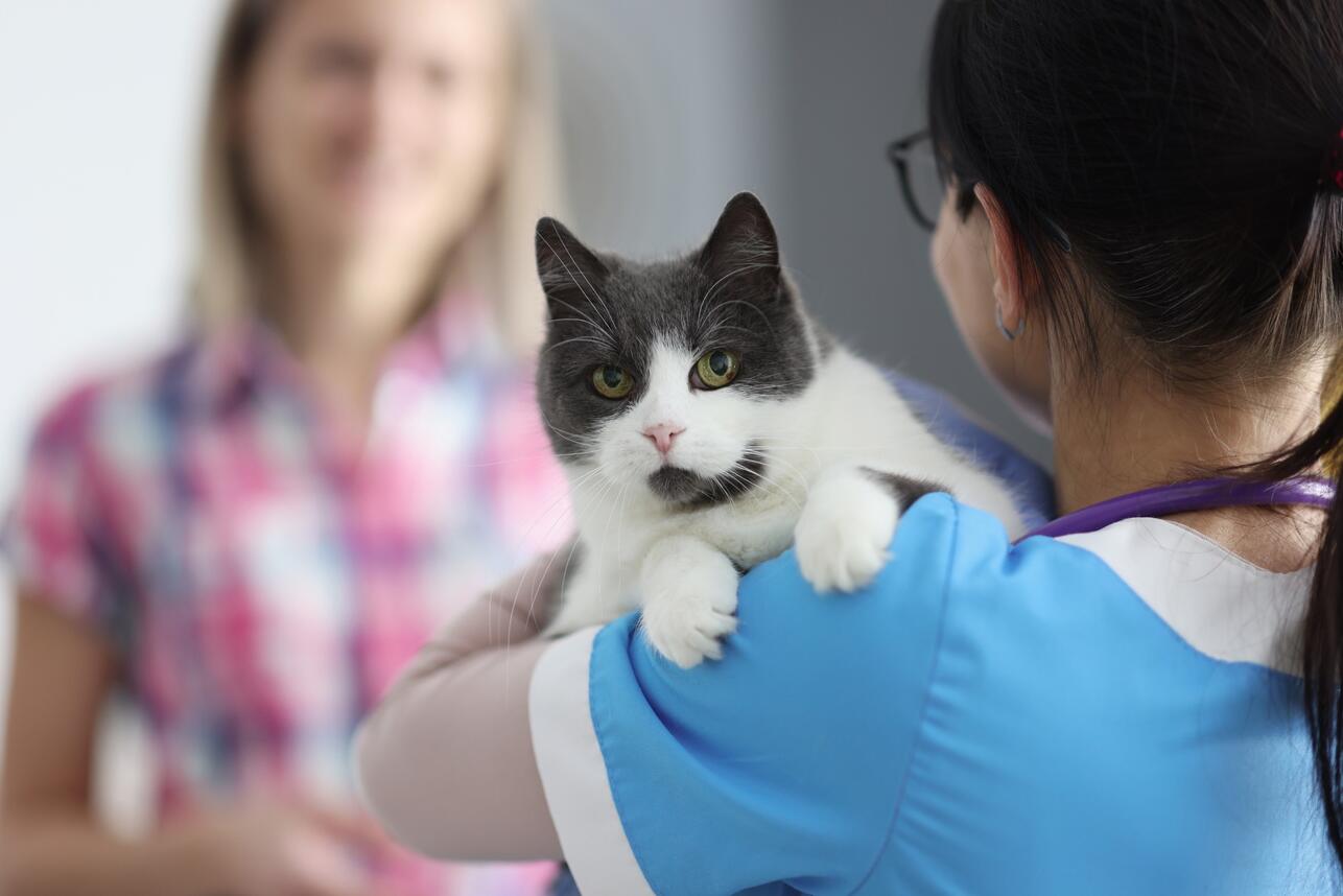 иммунодефицит у кошек что это