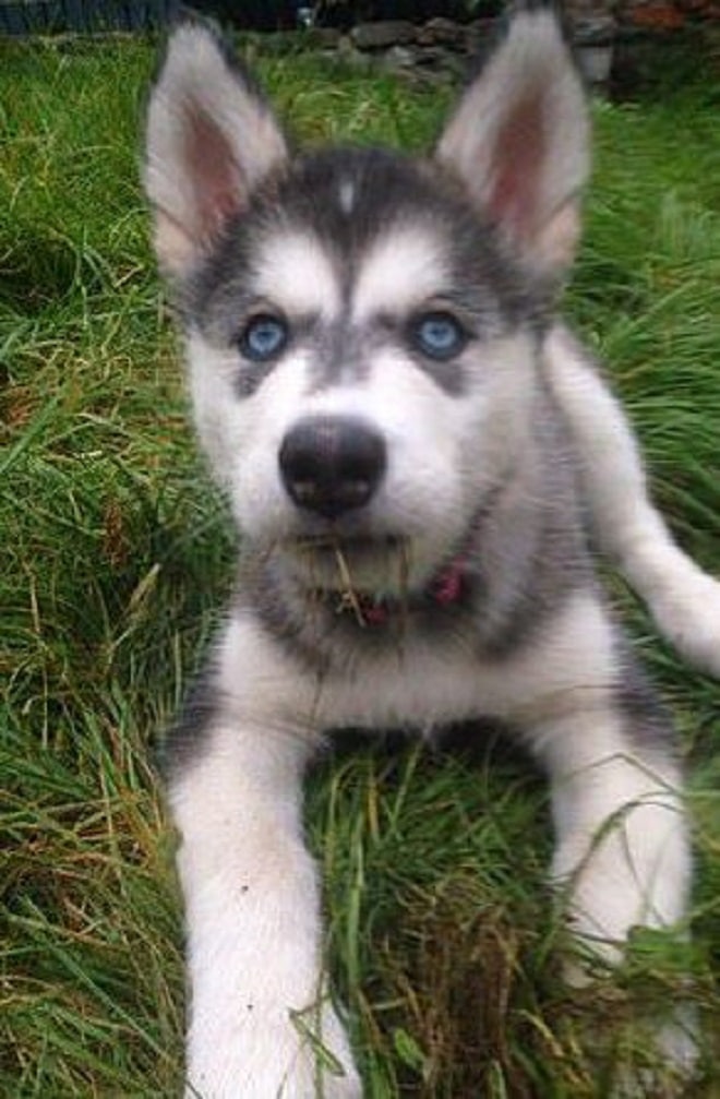 Щенок хаски