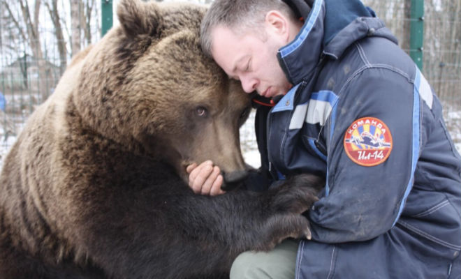 Медведь пришел к людям дважды, а потом остался у них жить Культура