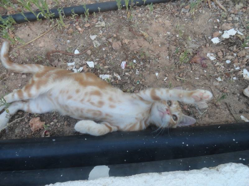 Кипрские приключения Св. Фёклы Кипрские приключения Св. Фёклы история