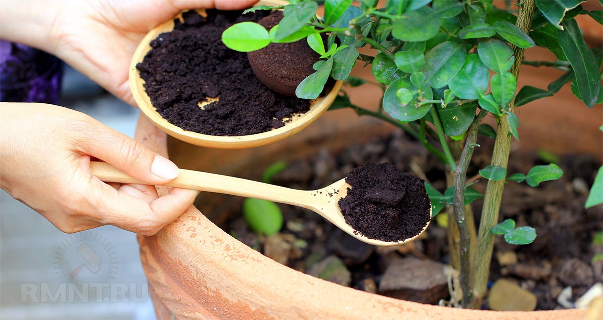 Как можно использовать кофейную гущу в саду и огороде можно, будет, кофейную, растений, удобрение, чтобы, остатки, просто, почве, водой, полива, Кроме, и использовать, вместе, поможет, кофейной, получить, слишком, добавлять, любят