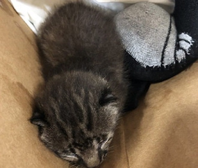 Мужчина подбросил в пожарную часть полосатого «котенка», не зная, что это дикий зверь