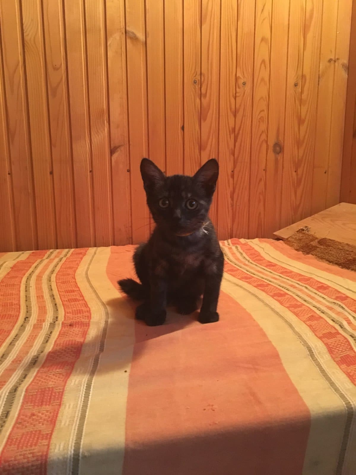 котёнок в доме